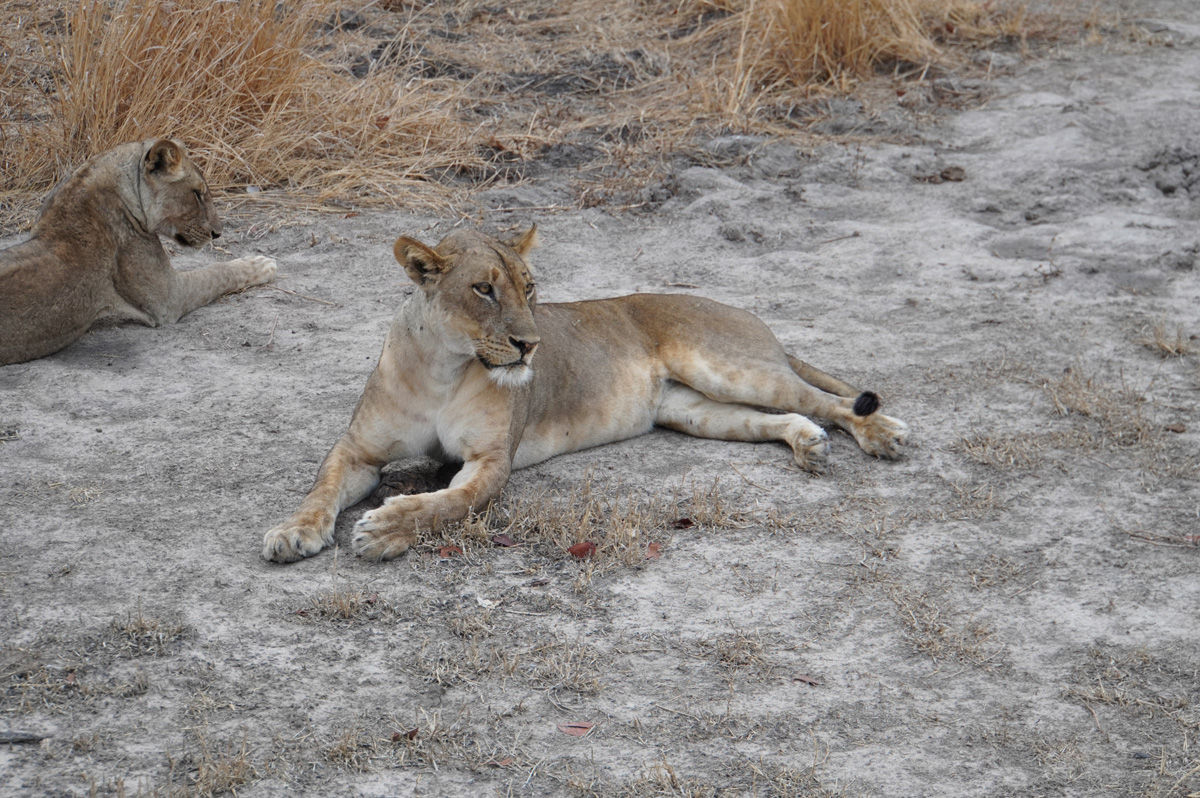 Lions