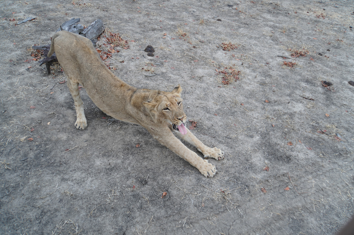 Lions