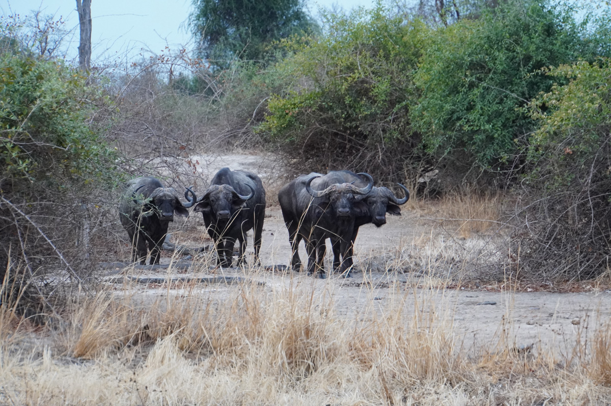 Other Animals, Stoopid Water Buffalo