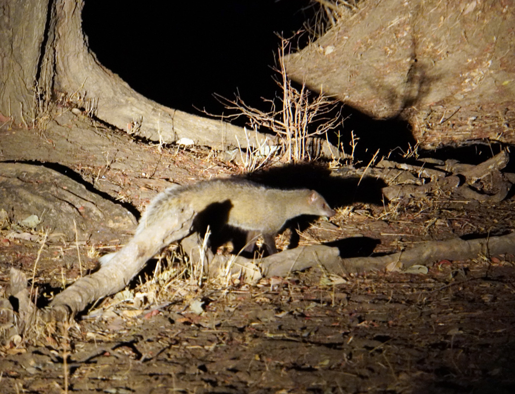 Other Animals, White-tailed Mongoose (by torchlight)
