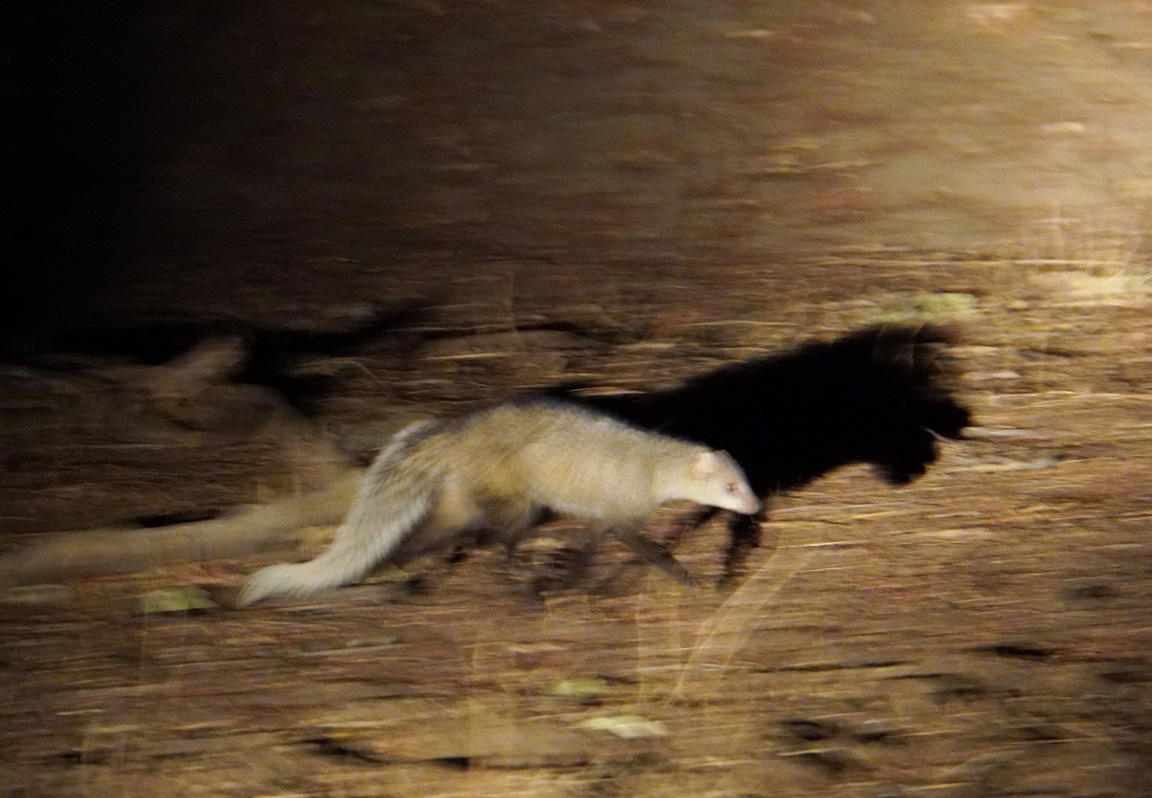 Other Animals, White-tailed Mongoose (by torchlight)