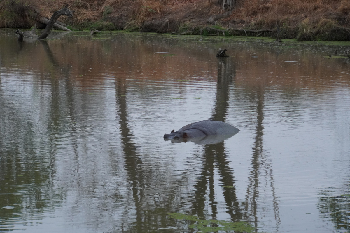 Hippos, Happy Hippo