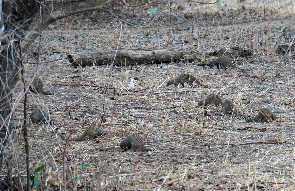 Other Animals, Banded Mongooses
