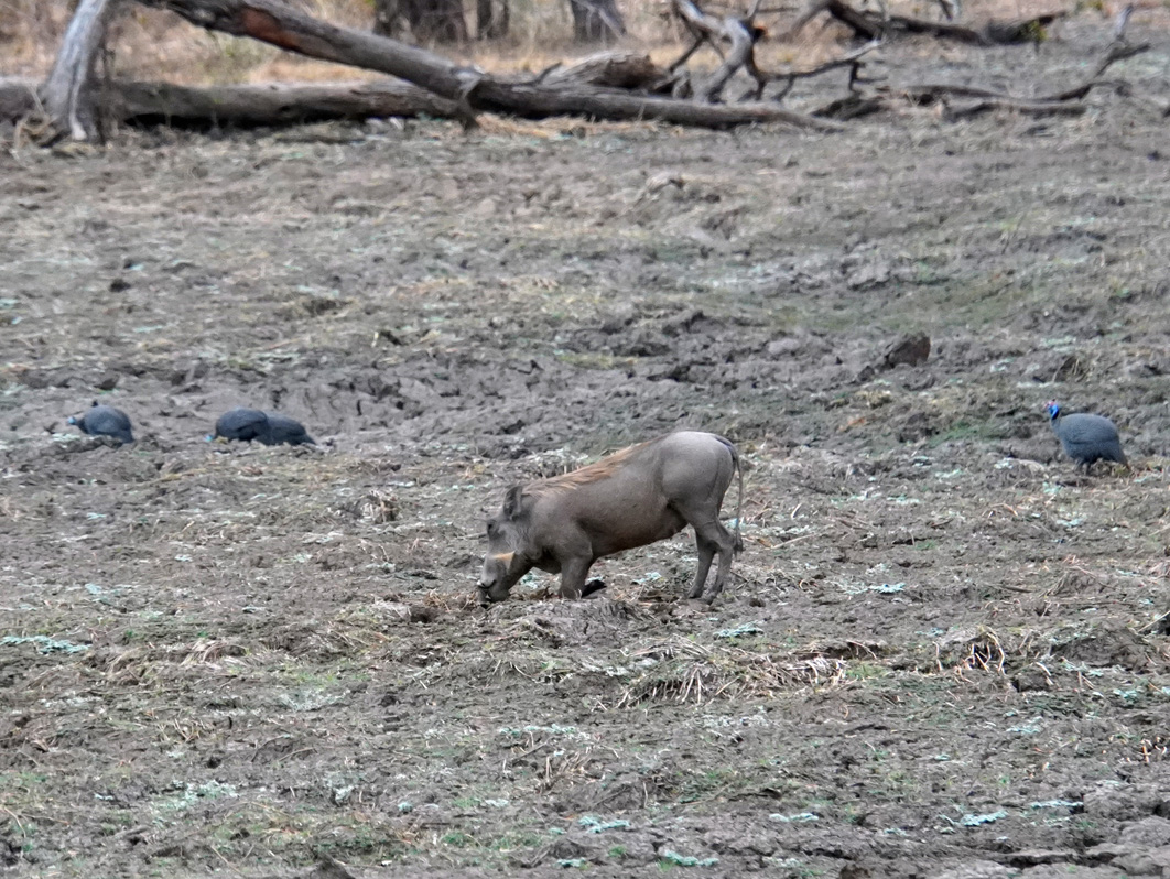 Other Animals, Warthogs