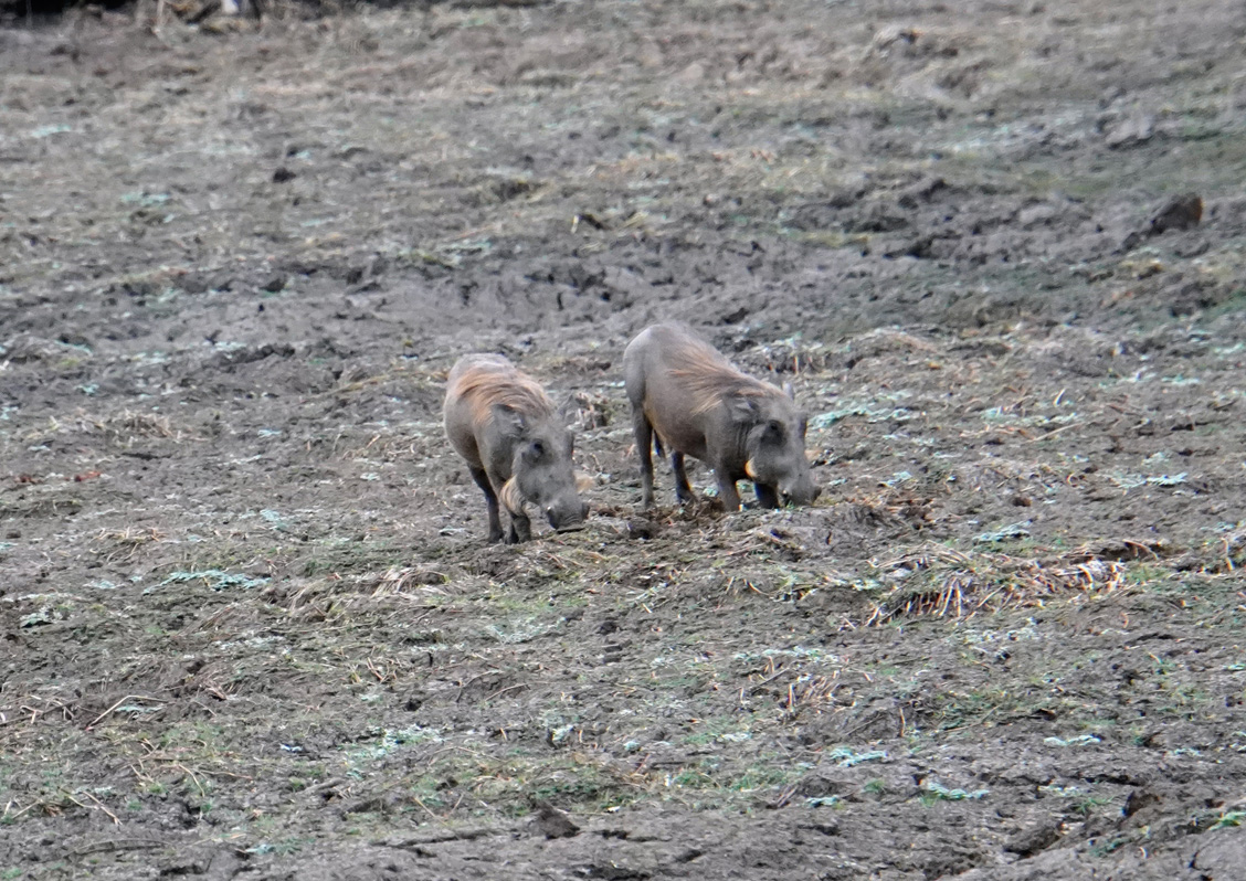 Other Animals, Warthogs