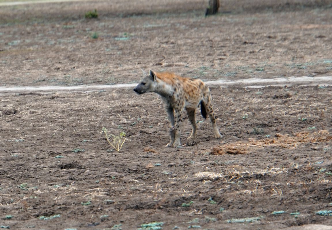 Charming Hyenas