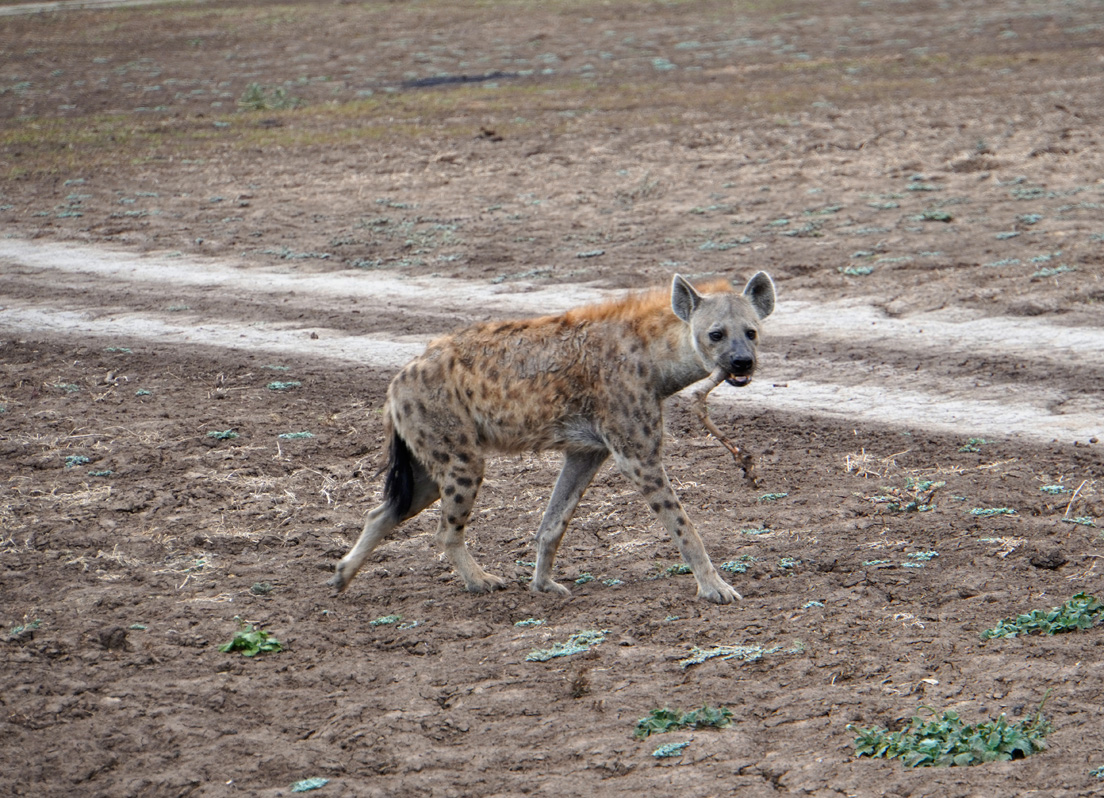 Charming Hyenas, "Hey, who