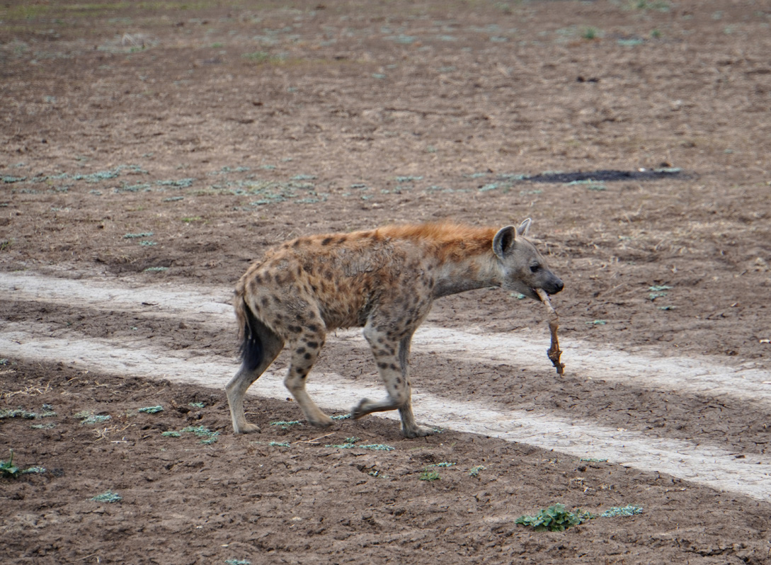 Charming Hyenas, Hyena with a bone