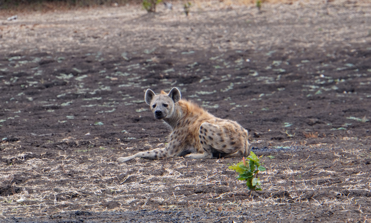 Charming Hyenas