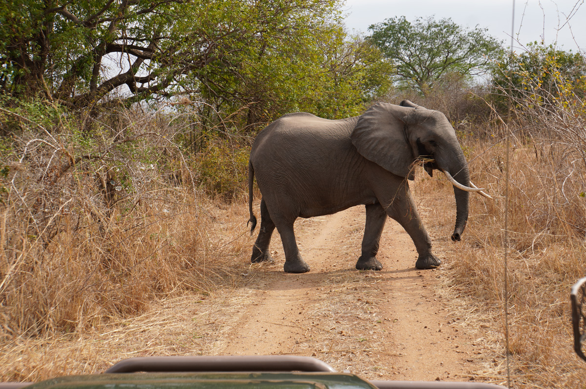 Elephants