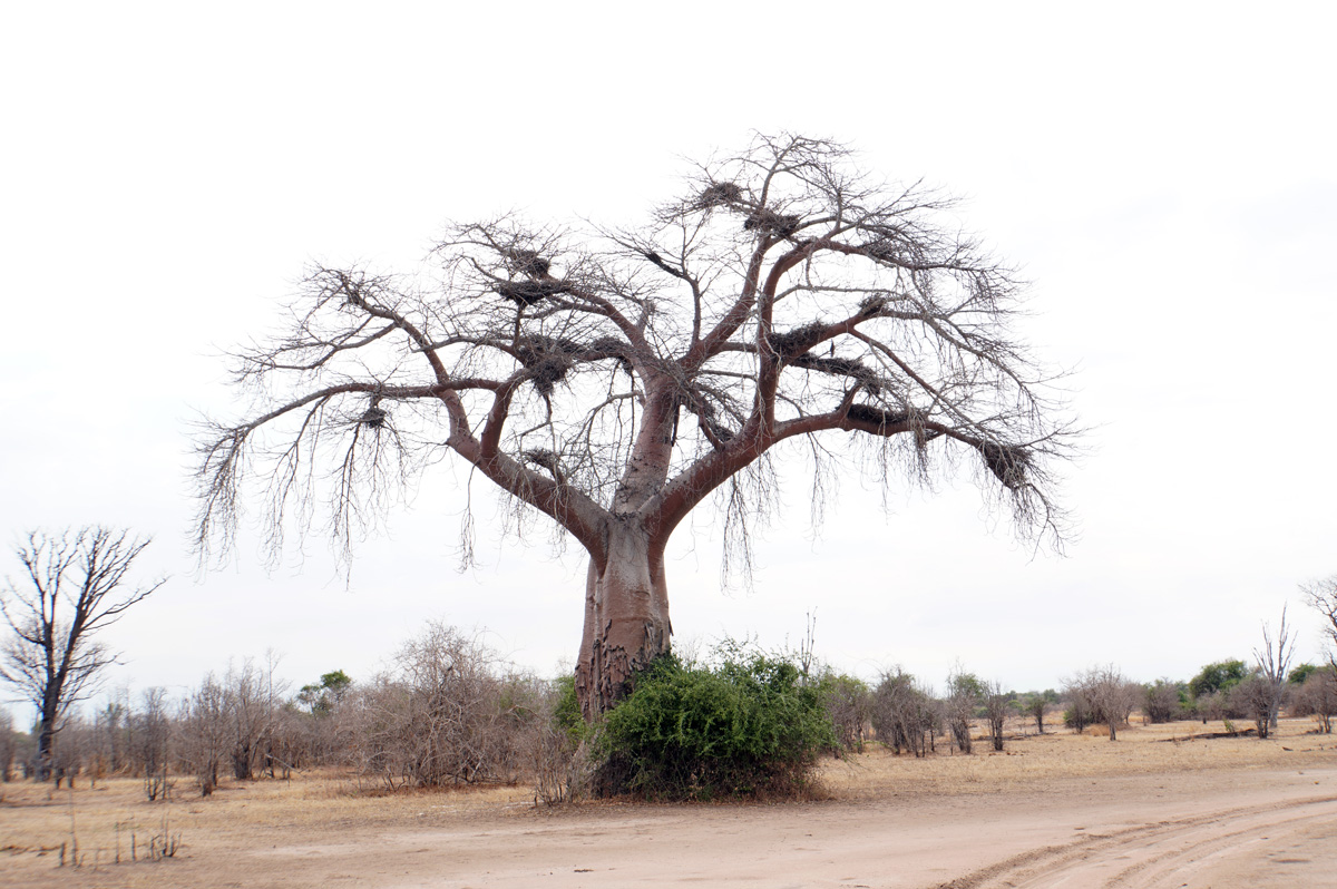 Around South Luangwa, South Luangwa
