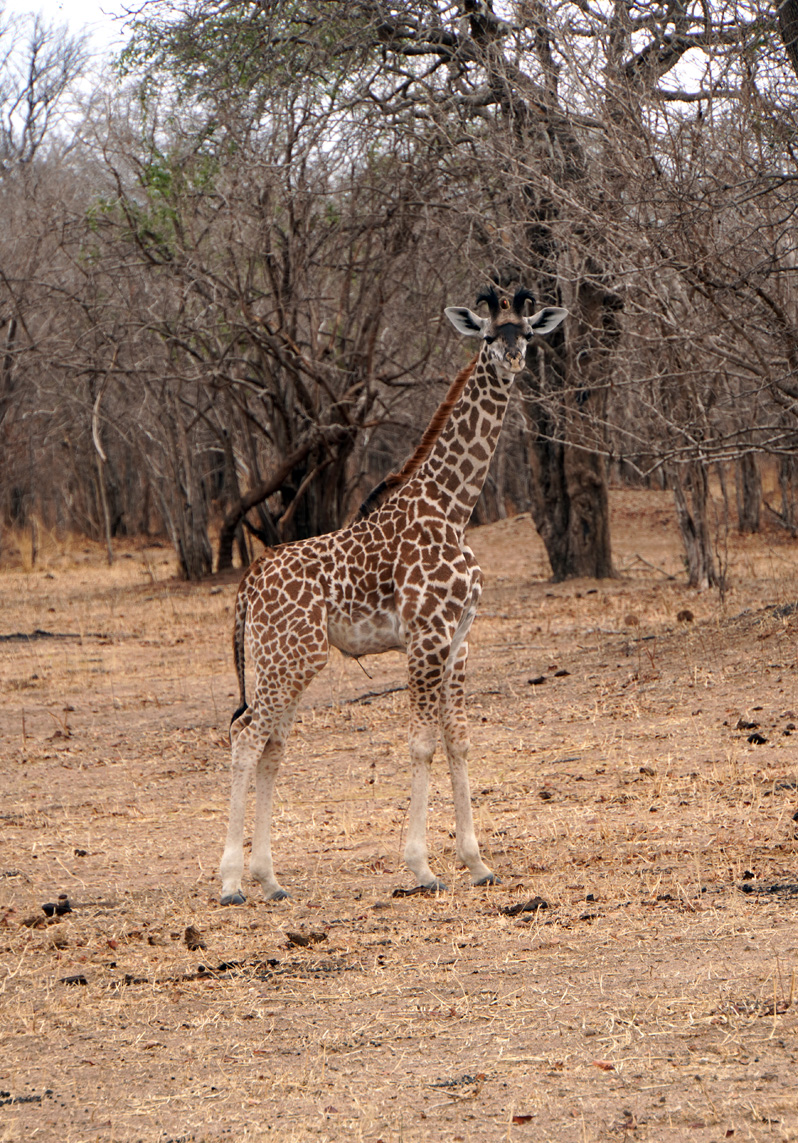 Giraffes, Young giraffe