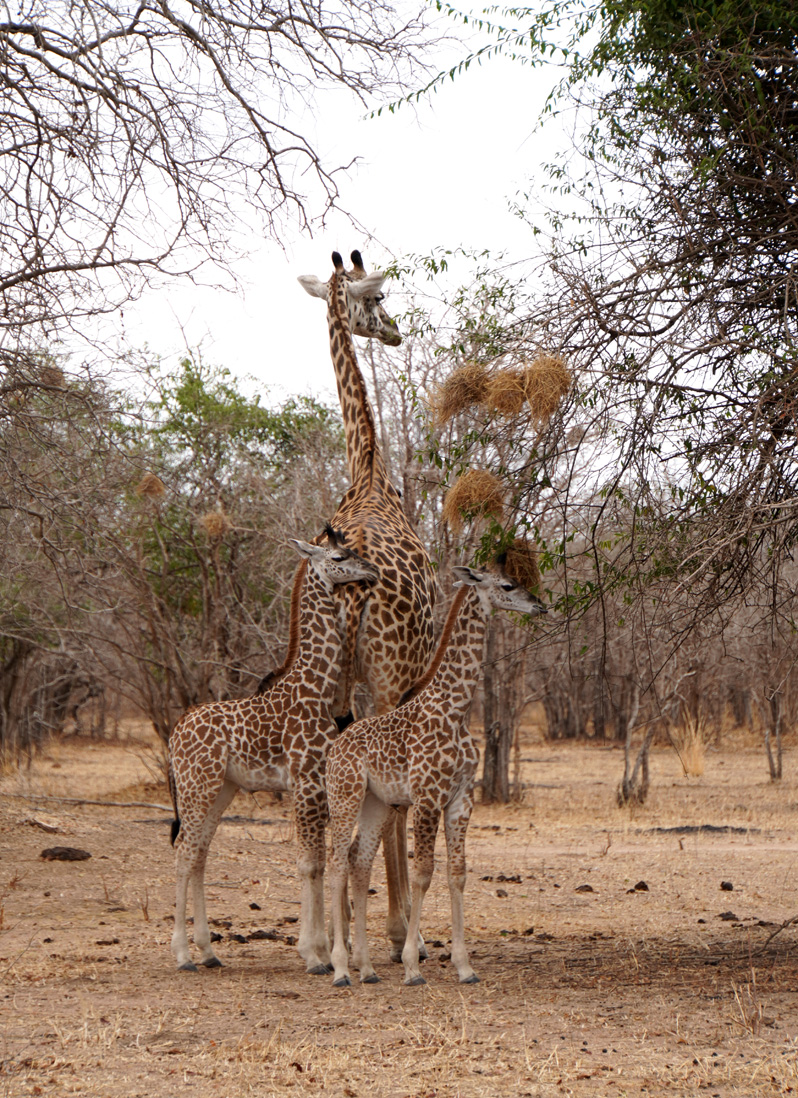 Giraffes