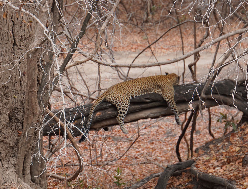 Leopards