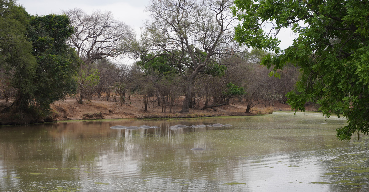 Hippos, Tranquil Hippo pool