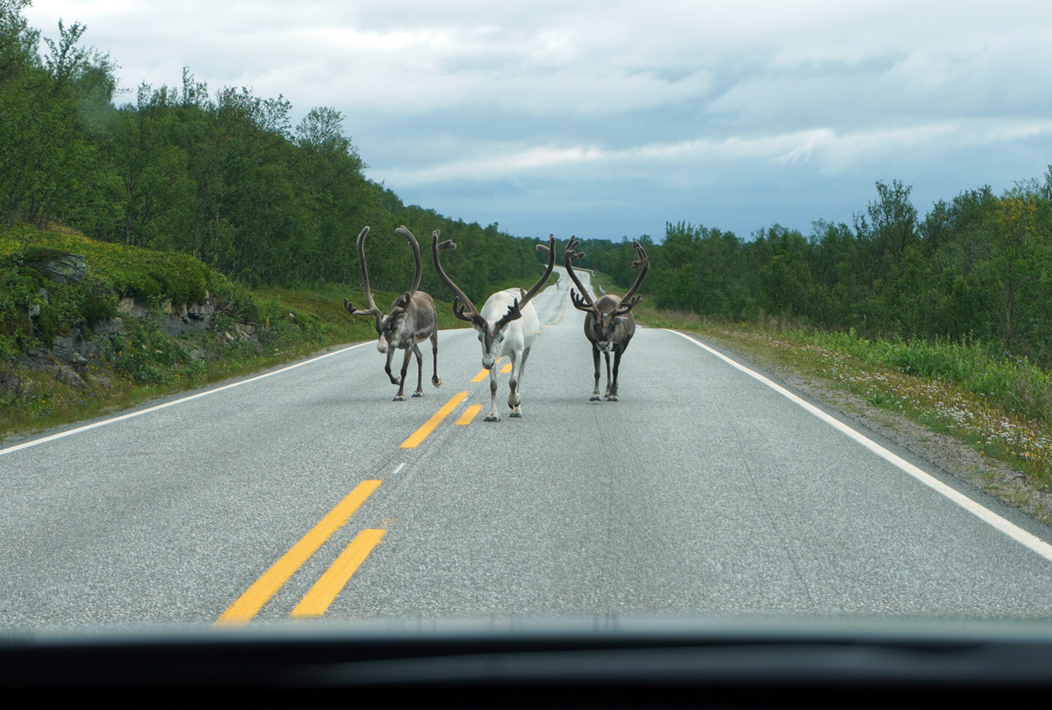 Kirkenes to Nordkapp, Yummy, yummy, reindeer
