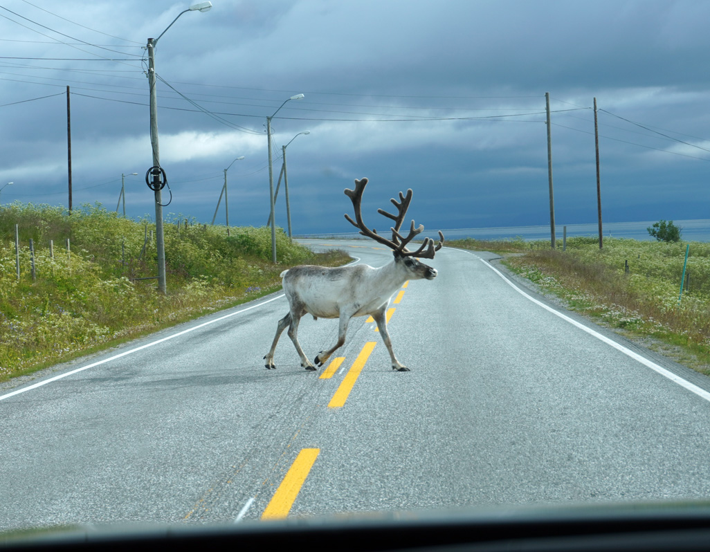 Kirkenes to Nordkapp