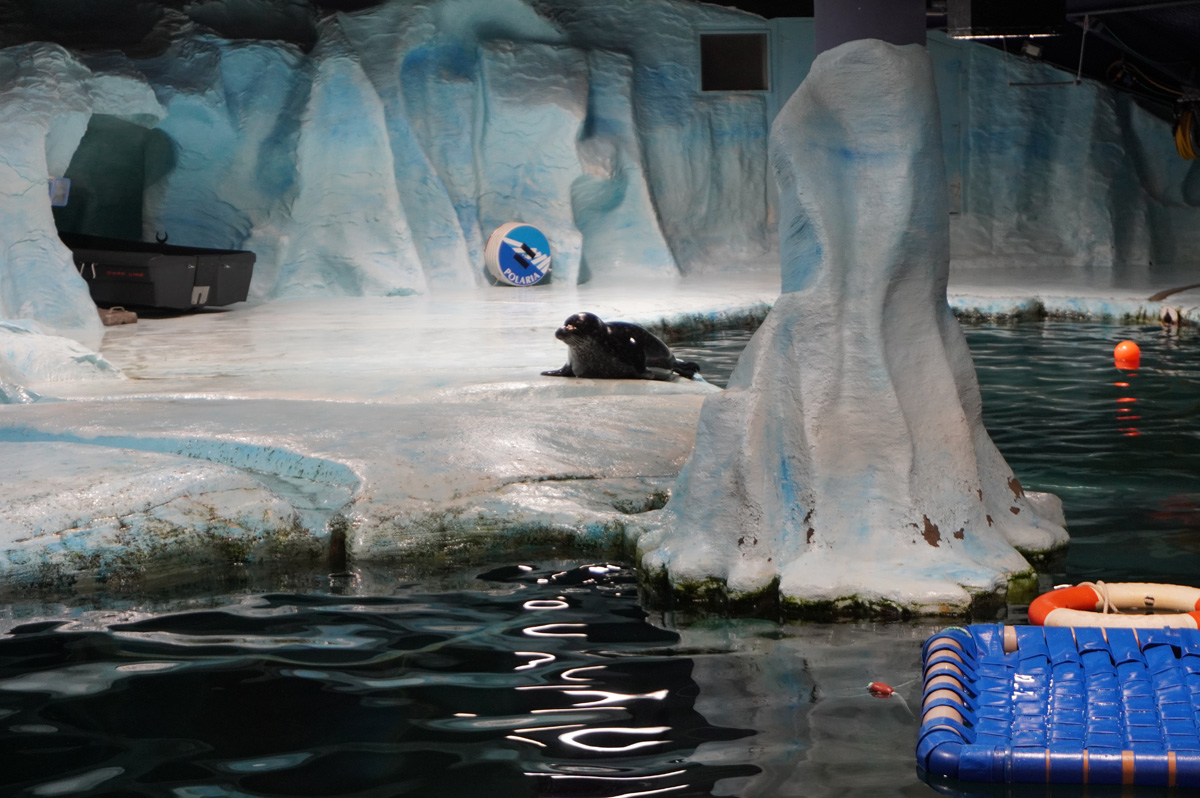 Tromso, Polaria: Bearded Seals