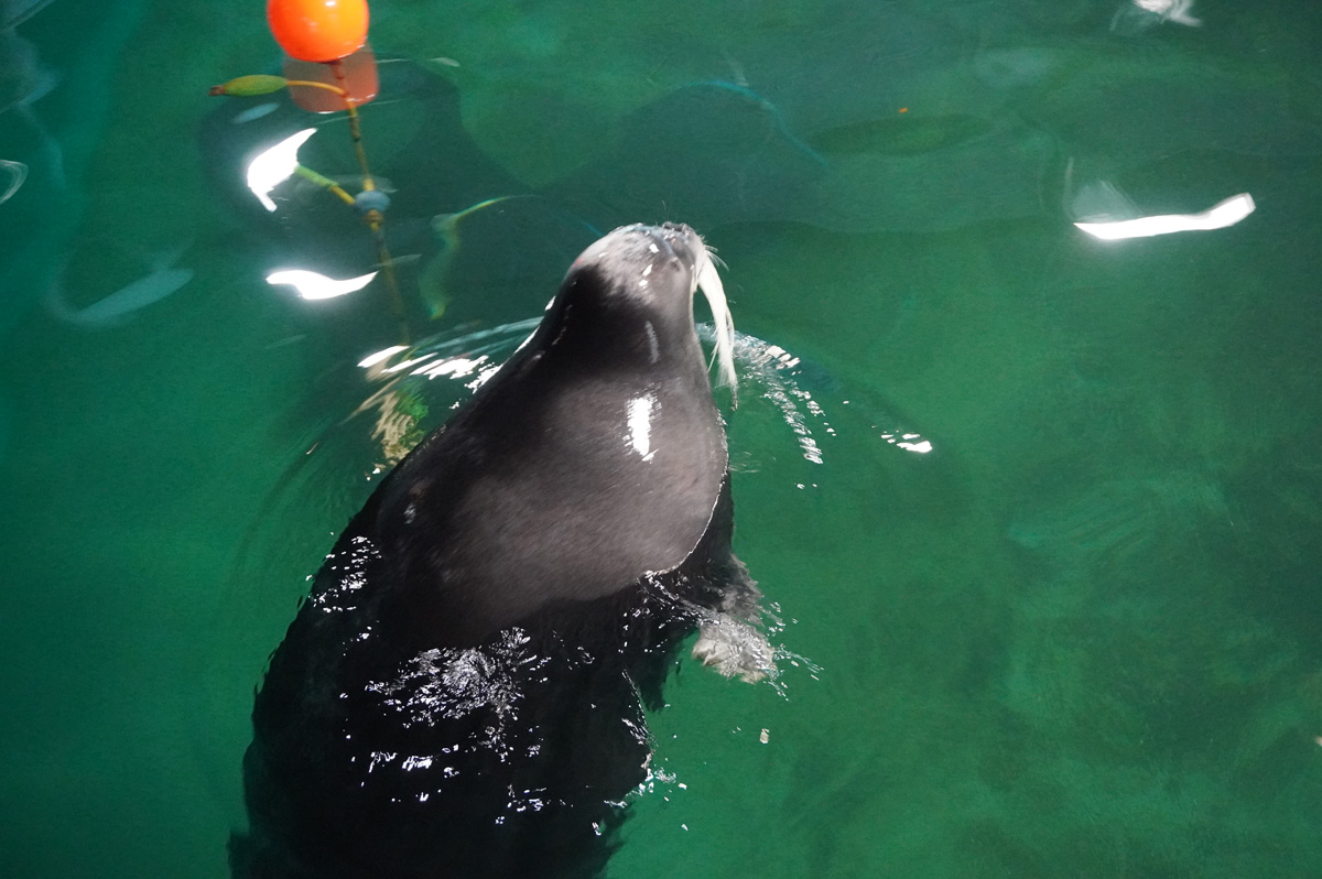 Tromso, Polaria: Bearded Seals