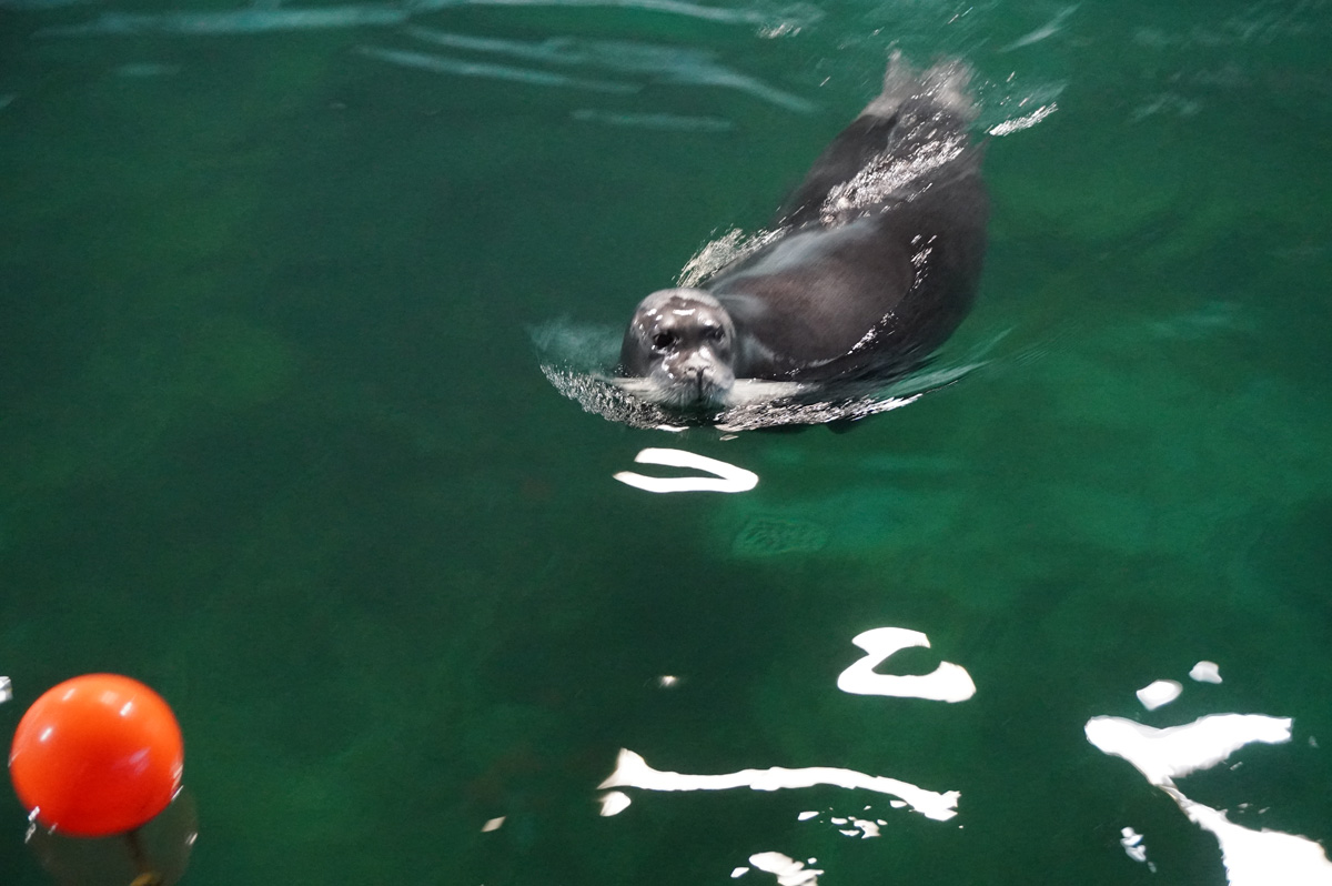 Tromso, Polaria: Bearded Seals