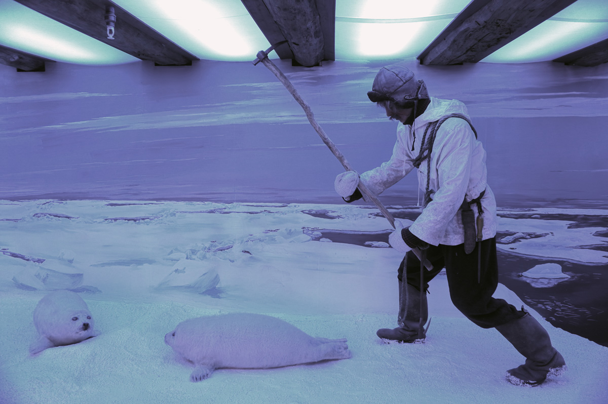 Tromso, Polar Museum: Clubbing seals
