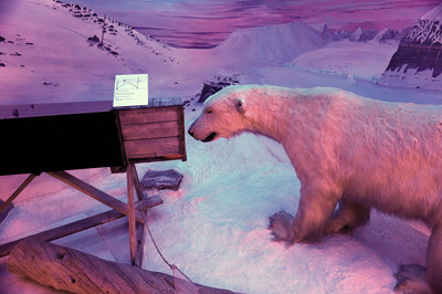Polar Museum: Polar Bear Trap A gun shoots the curious bear, Tromso, Norway 2019