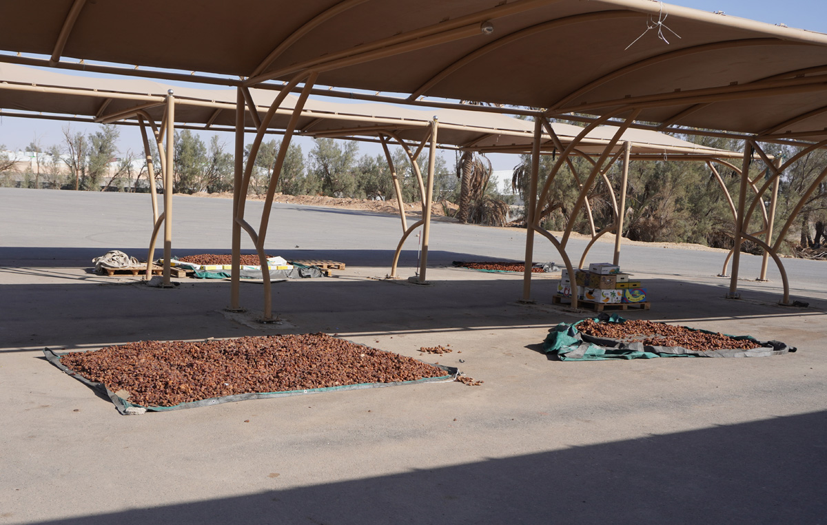 Riyadh to Buraidah, "Date City" out of season.