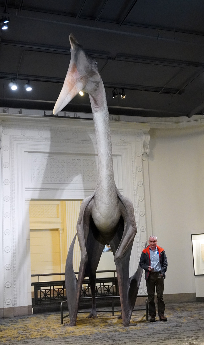 Chicago: The Field Museum, Quetzalcoatlus reconstruction