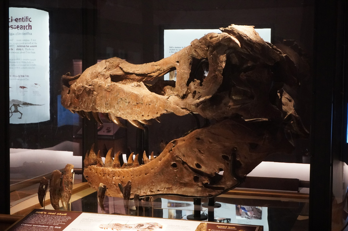 Chicago: The Field Museum, Giant skull of T-Rex "Sue"
