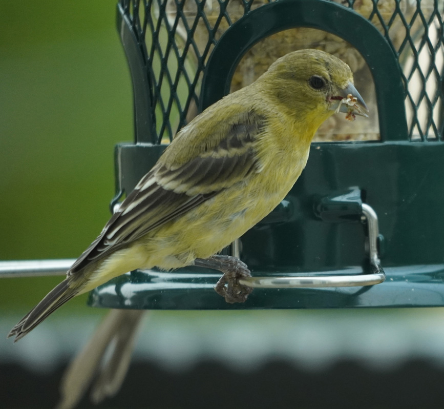 Bird Feeder, Lesser Goldfinch (?)