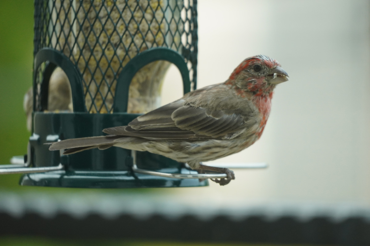 Bird Feeder, House Finch