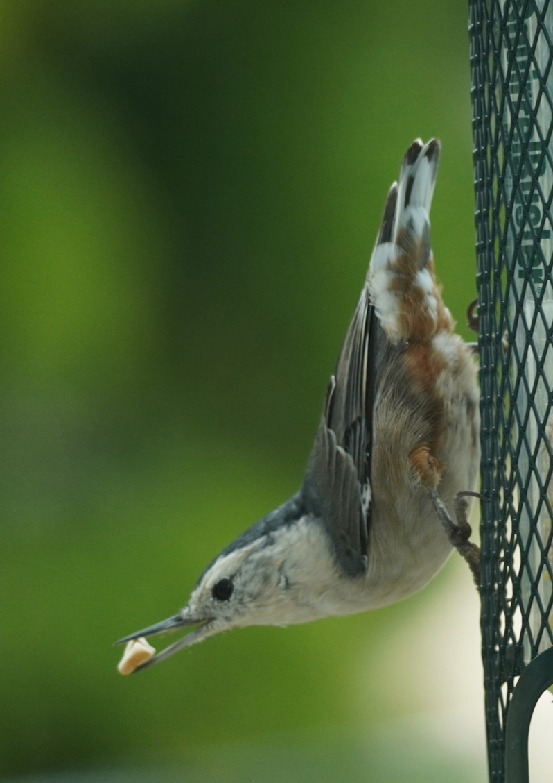 Bird Feeder, White-Breasted Huthatch