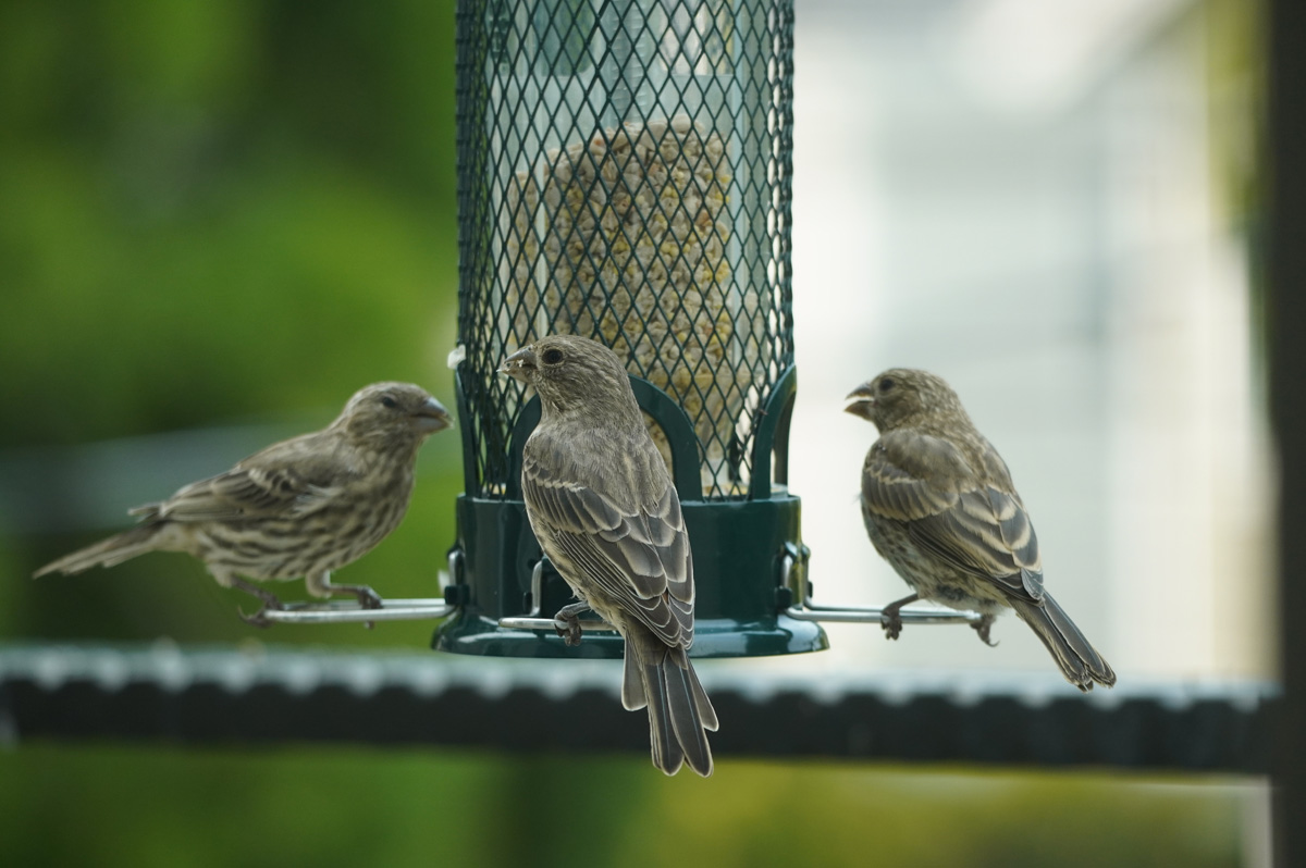 Bird Feeder, House Finches
