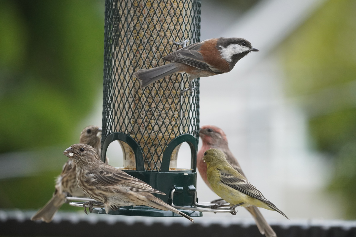 Bird Feeder