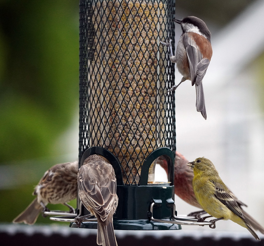 Bird Feeder, Top Right, Chestnut Backed Chickadee Bottom left: House Finches
