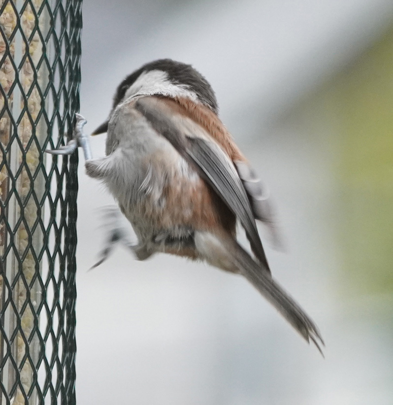Bird Feeder, Chestnut Backed Chickadee