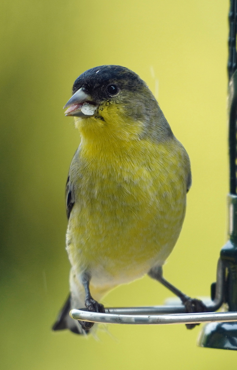 Bird Feeder, Lesser Goldfinch (?)