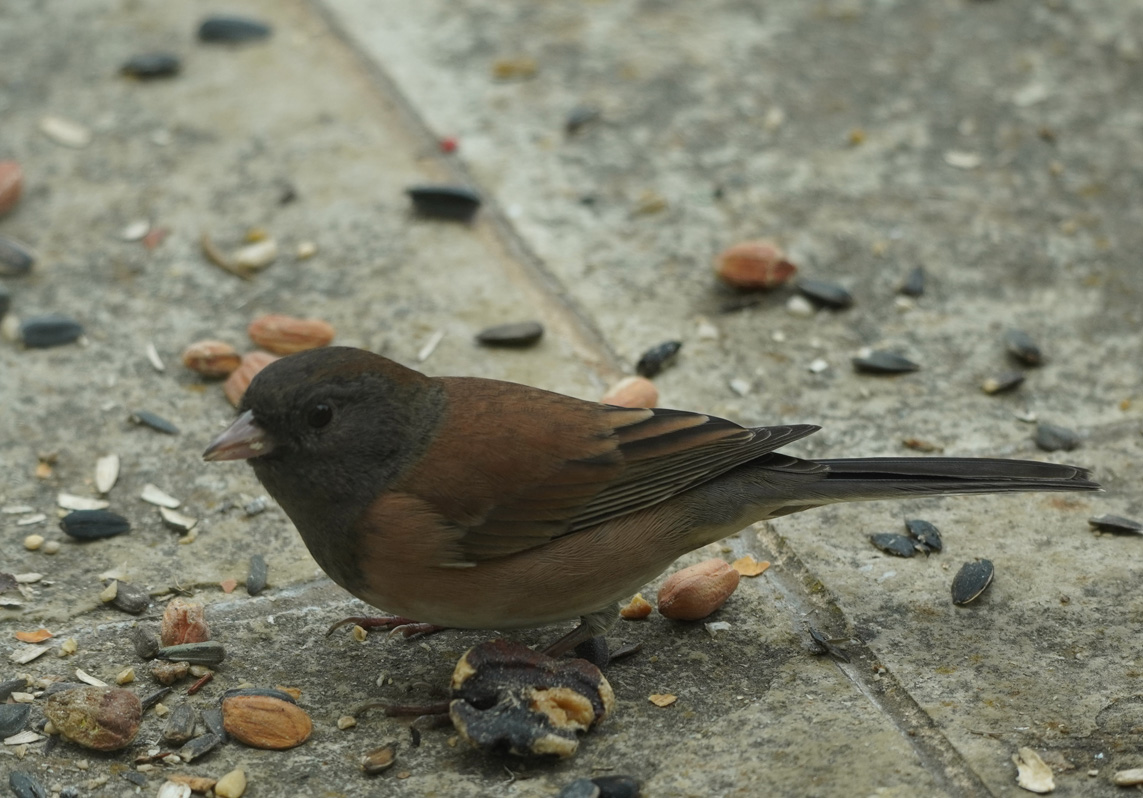 Bird Feeder, Dark-Eyed Junco (?)