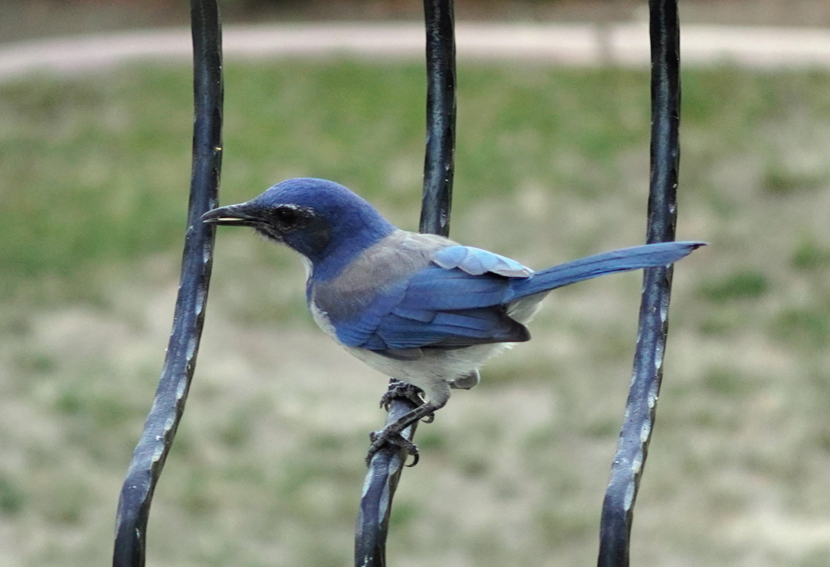 Bird Feeder, Wicked Bluebird: California Scrub Jay