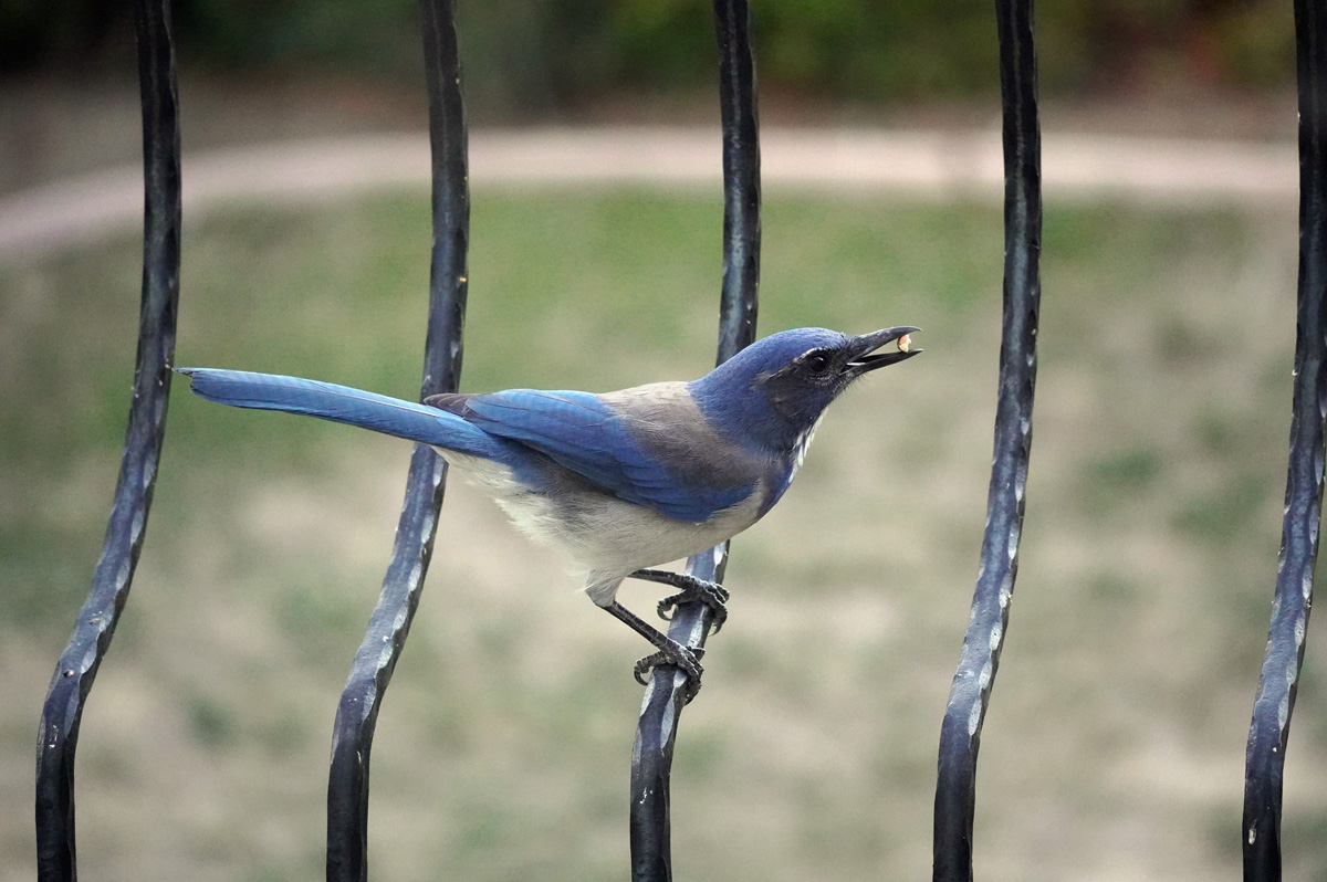Bird Feeder, Wicked Bluebird: California Scrub Jay