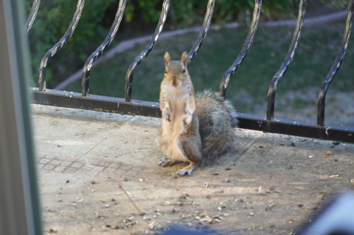 Bird Feeder, Cautious squirrel