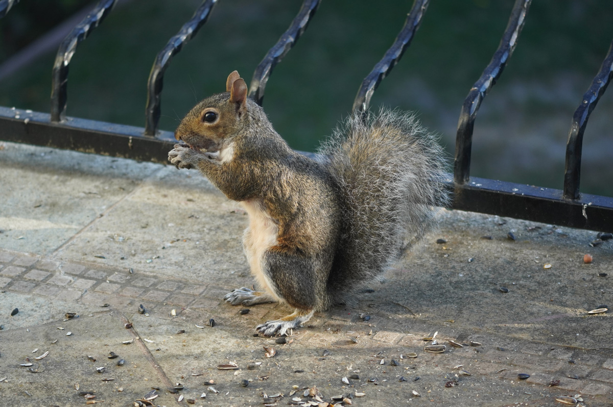 Bird Feeder
