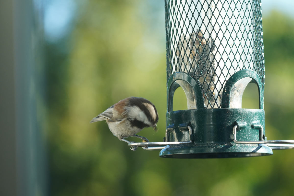 Bird Feeder, Chestnut Backed Chickadee
