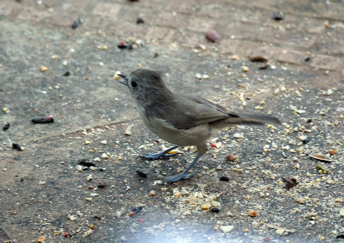 Bird Feeder, Very timid Oak Titmouse (?)