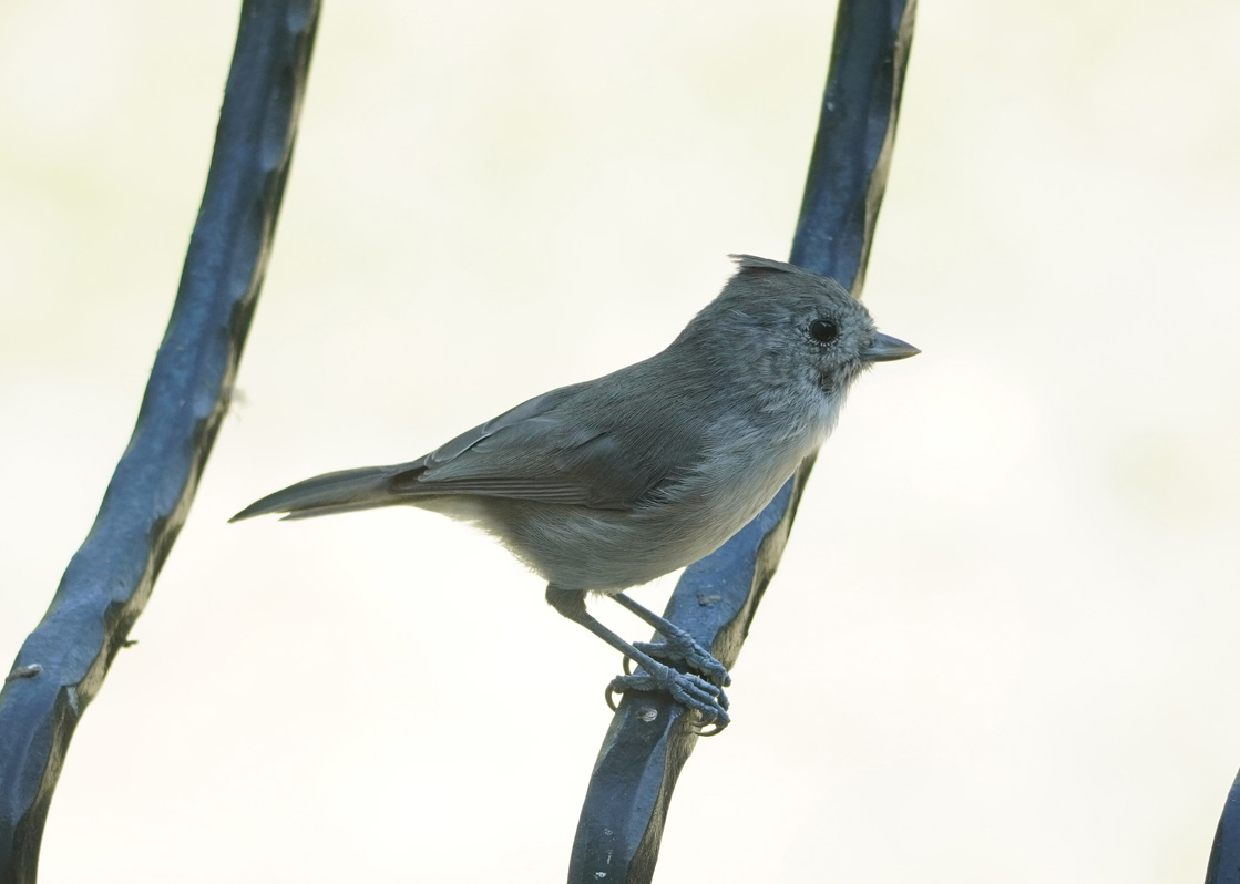 Bird Feeder, Oak Titmouse (?)