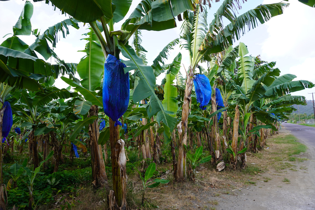 St Lucia: Trip to Soufriere, Banana farm