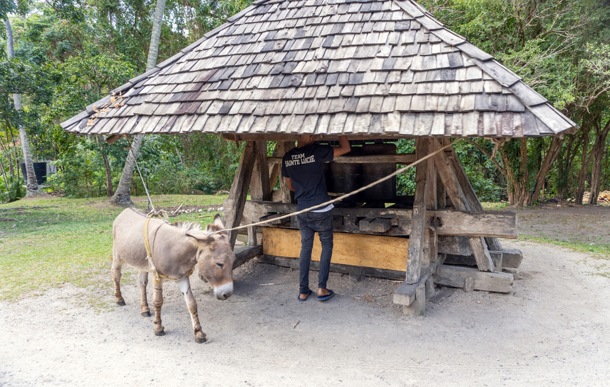 St Lucia: Trip to Soufriere, Sugar crusher: Powered by a tourist-savvy donkey