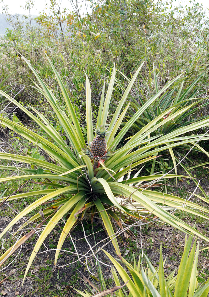St Lucia: Trip to Soufriere, Pineapple plant!
