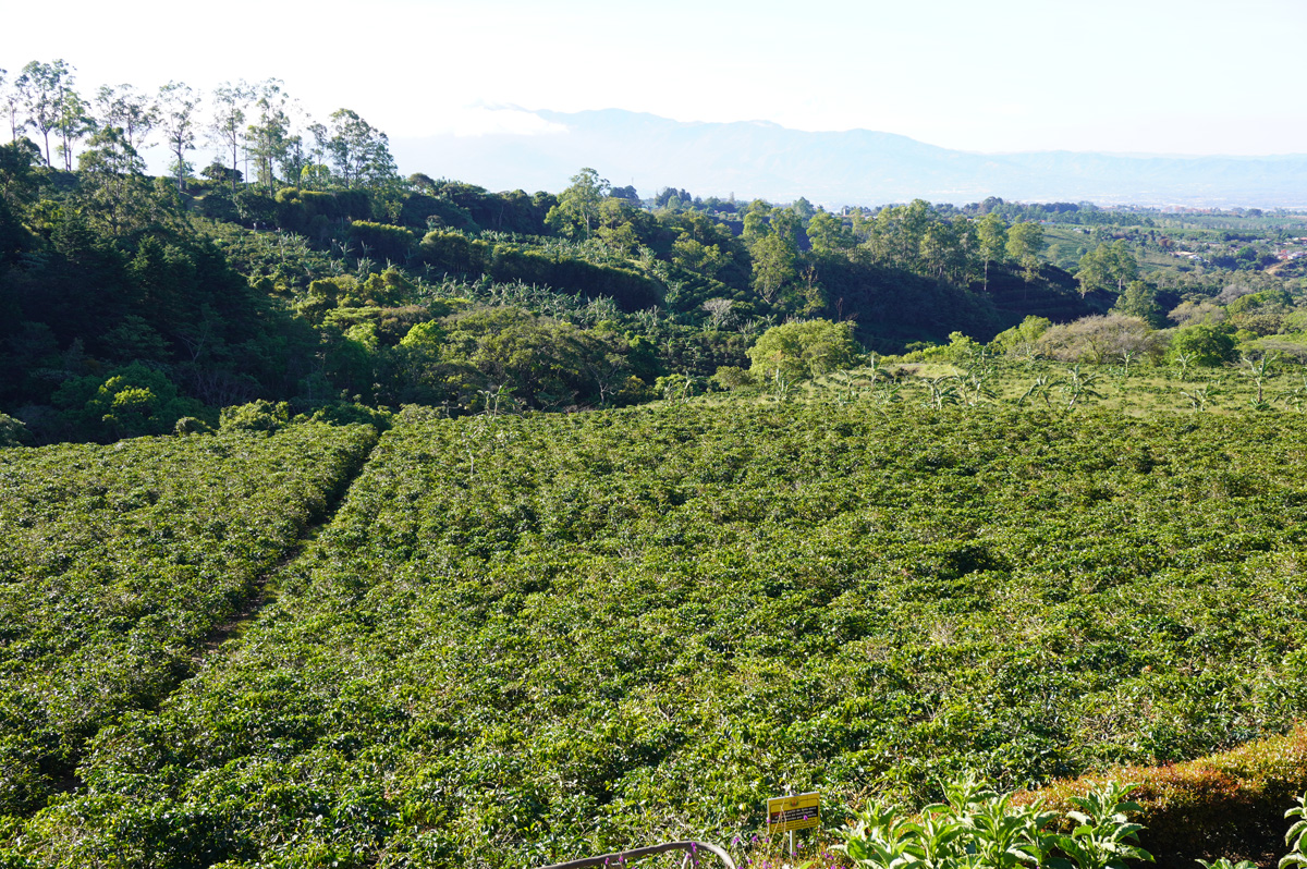 Costa Rica: Poas Volcano, Coffee fields, 8 miles South of Poas