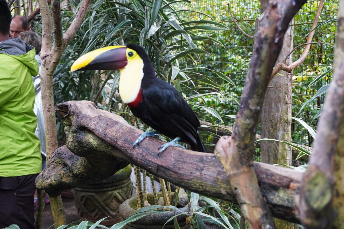 Costa Rica: La Paz Waterfall Gardens